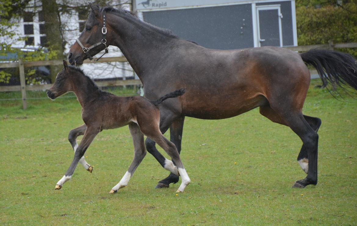 Dansk Varmblod Romeo L billede 9