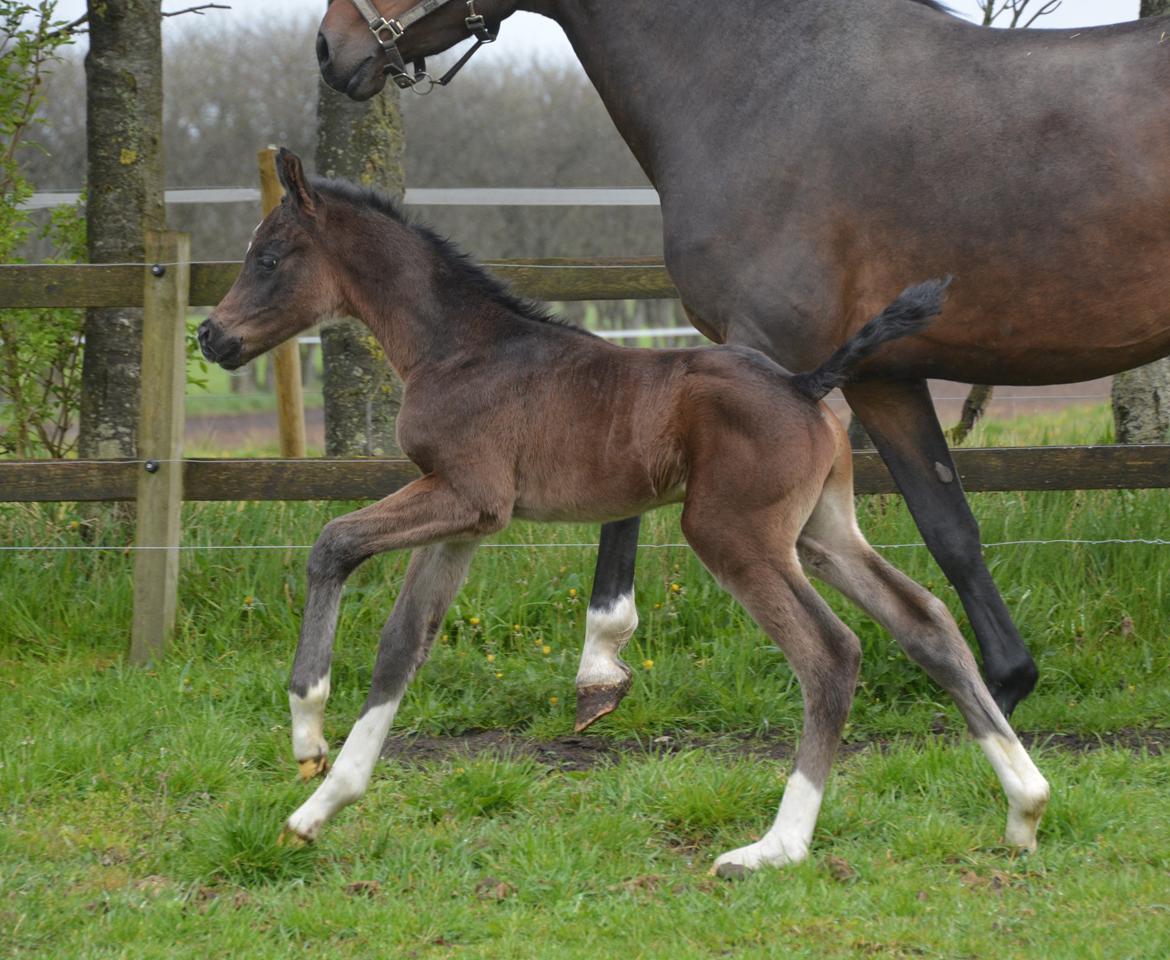 Dansk Varmblod Romeo L billede 11