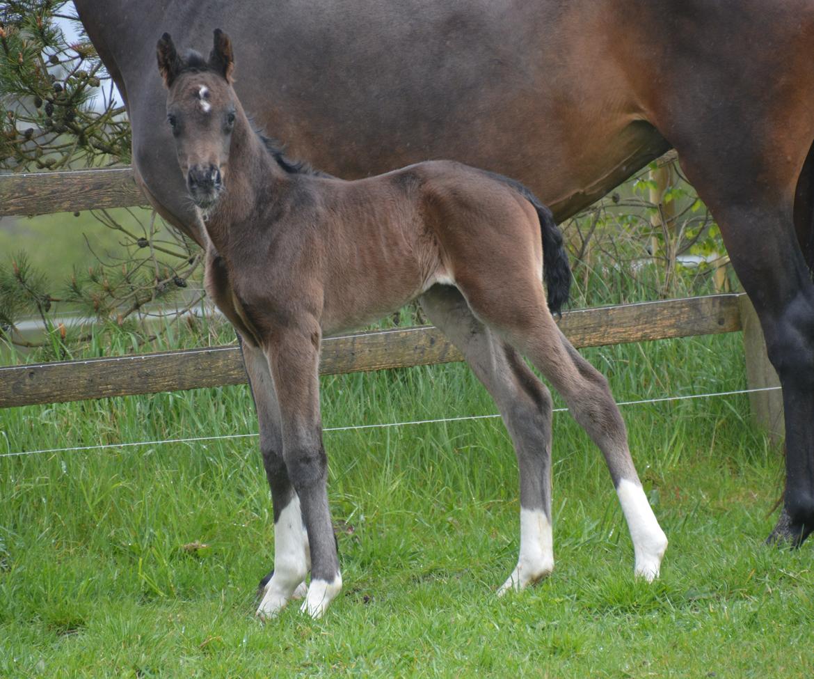 Dansk Varmblod Romeo L billede 8