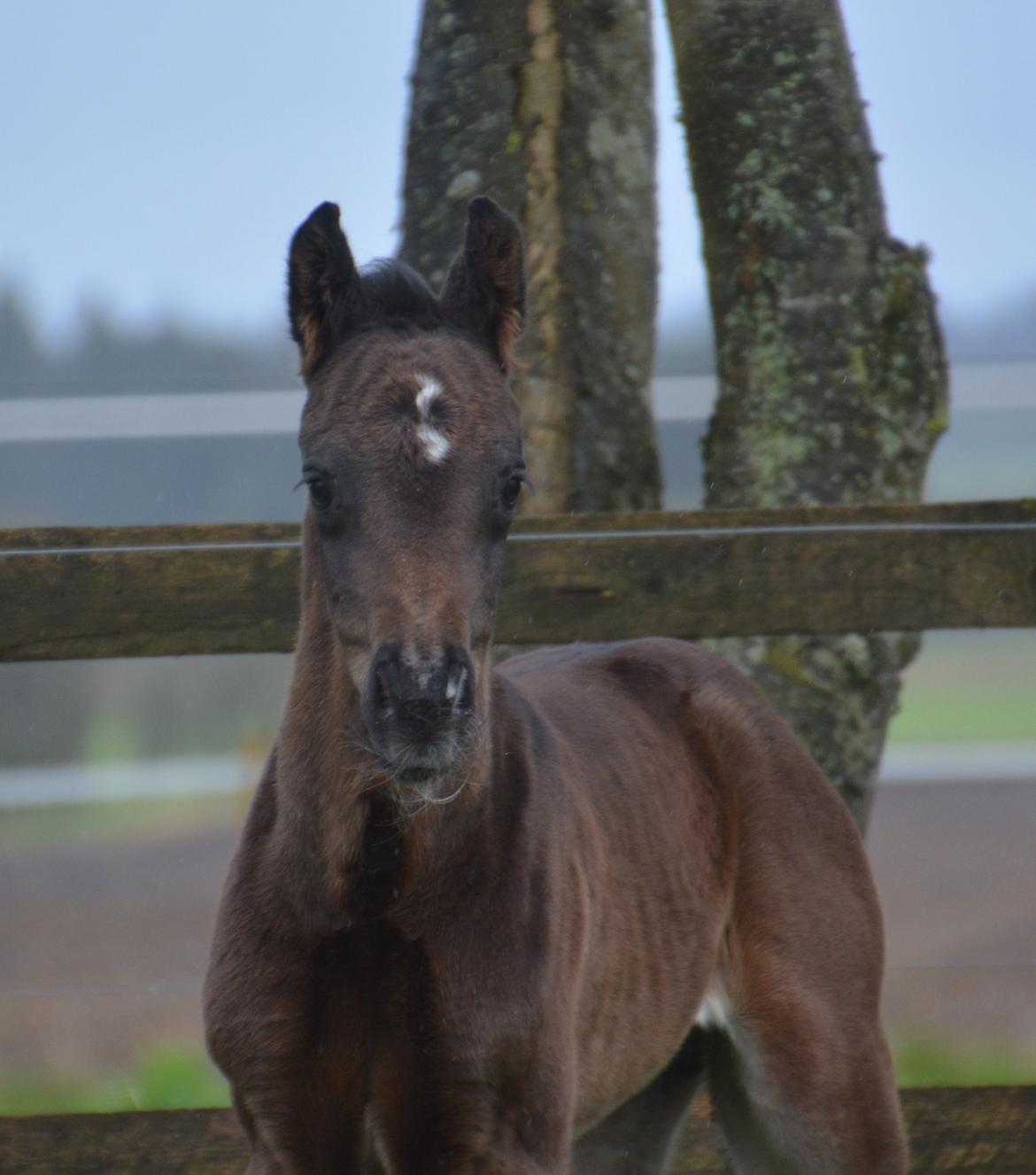 Dansk Varmblod Romeo L billede 12