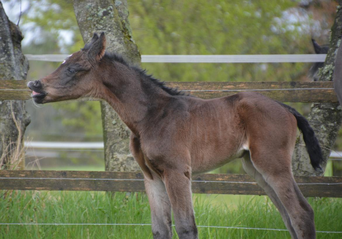 Dansk Varmblod Romeo L billede 14