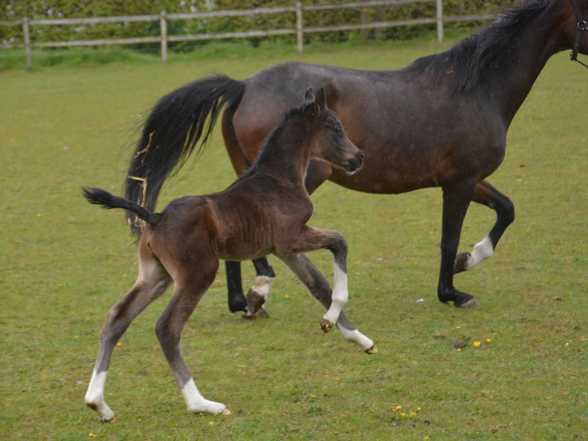 Dansk Varmblod Romeo L billede 13