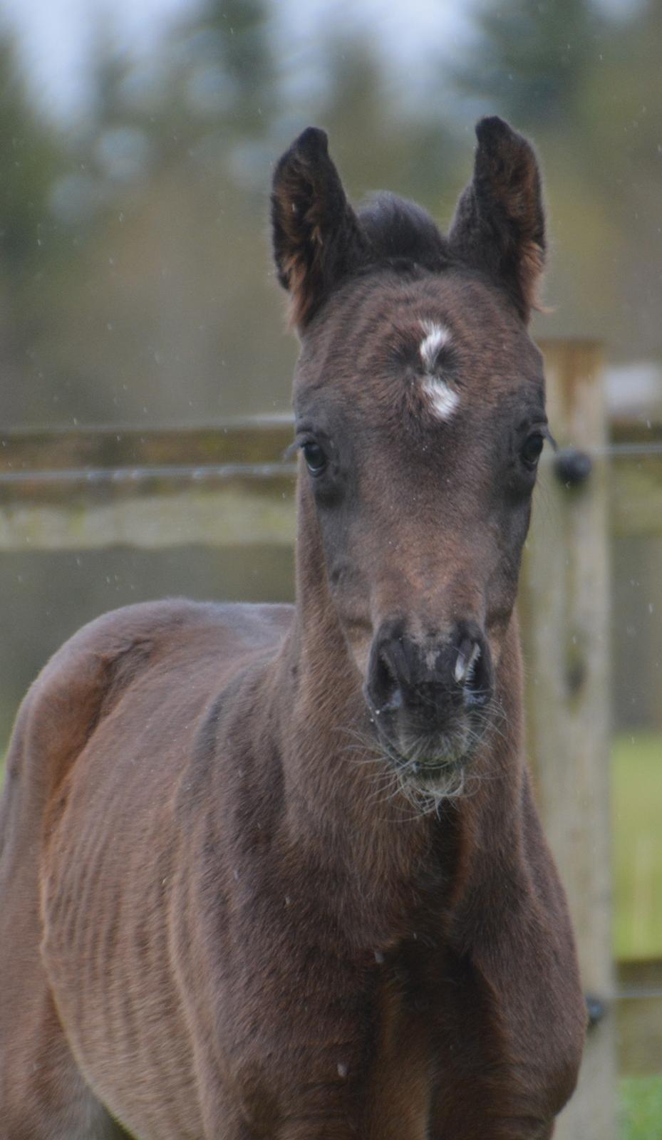 Dansk Varmblod Romeo L billede 4