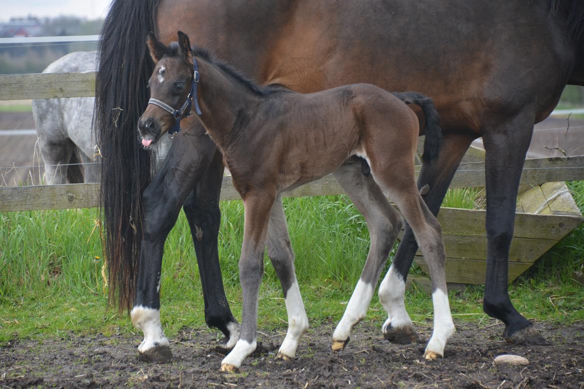 Dansk Varmblod Romeo L billede 15