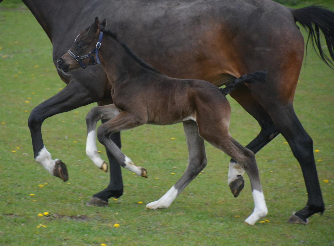 Dansk Varmblod Romeo L billede 16