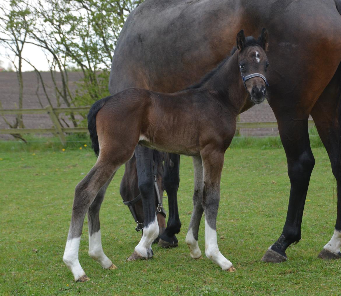 Dansk Varmblod Romeo L billede 18