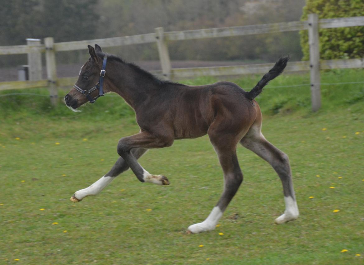 Dansk Varmblod Romeo L billede 17