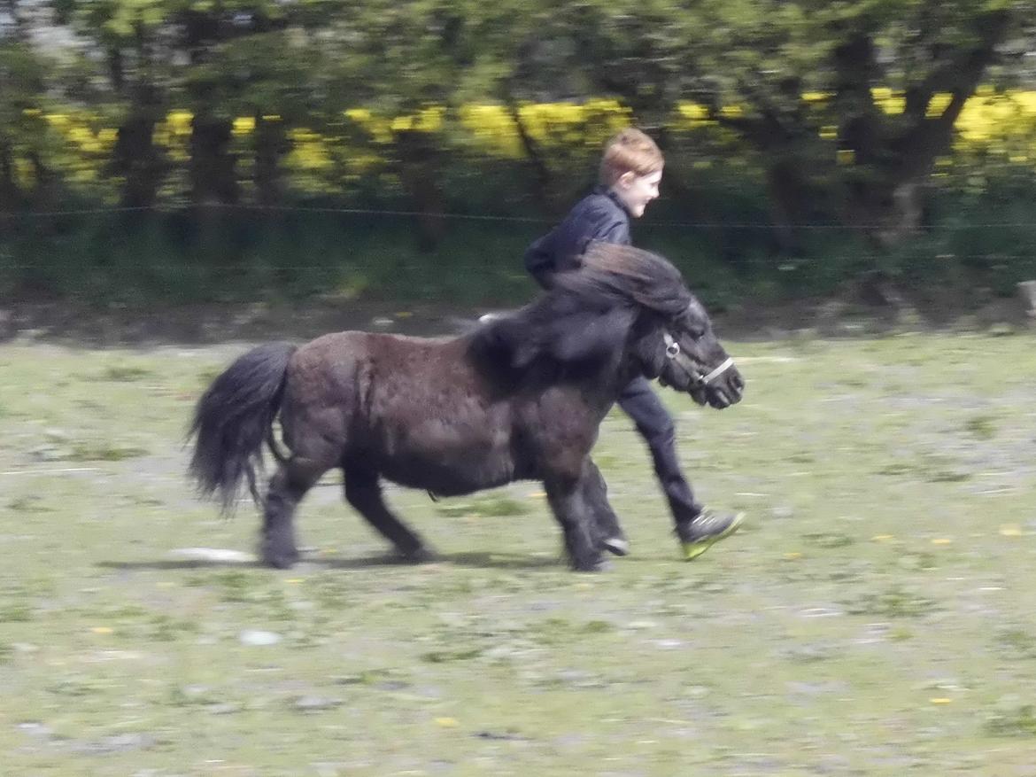 Anden særlig race Buster (Jarl) Sorte ganger - Sjov med fart i træning også selv om man er 20 år som Buster billede 17