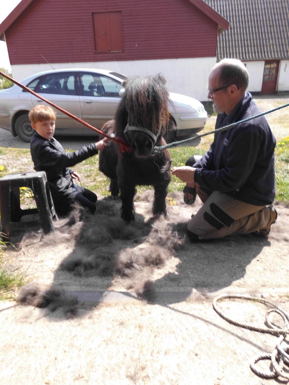 Anden særlig race Buster (Jarl) Sorte ganger - fældning år 2017  billede 18