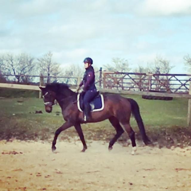 Trakehner Catwalk himmelhest - 2. gang jeg sidder på hende :-) billede 2