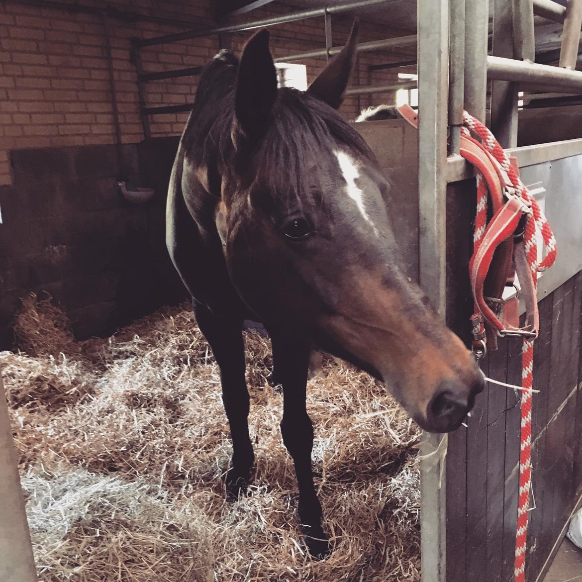 Trakehner Catwalk himmelhest - Hygger i sin boks :-) billede 3