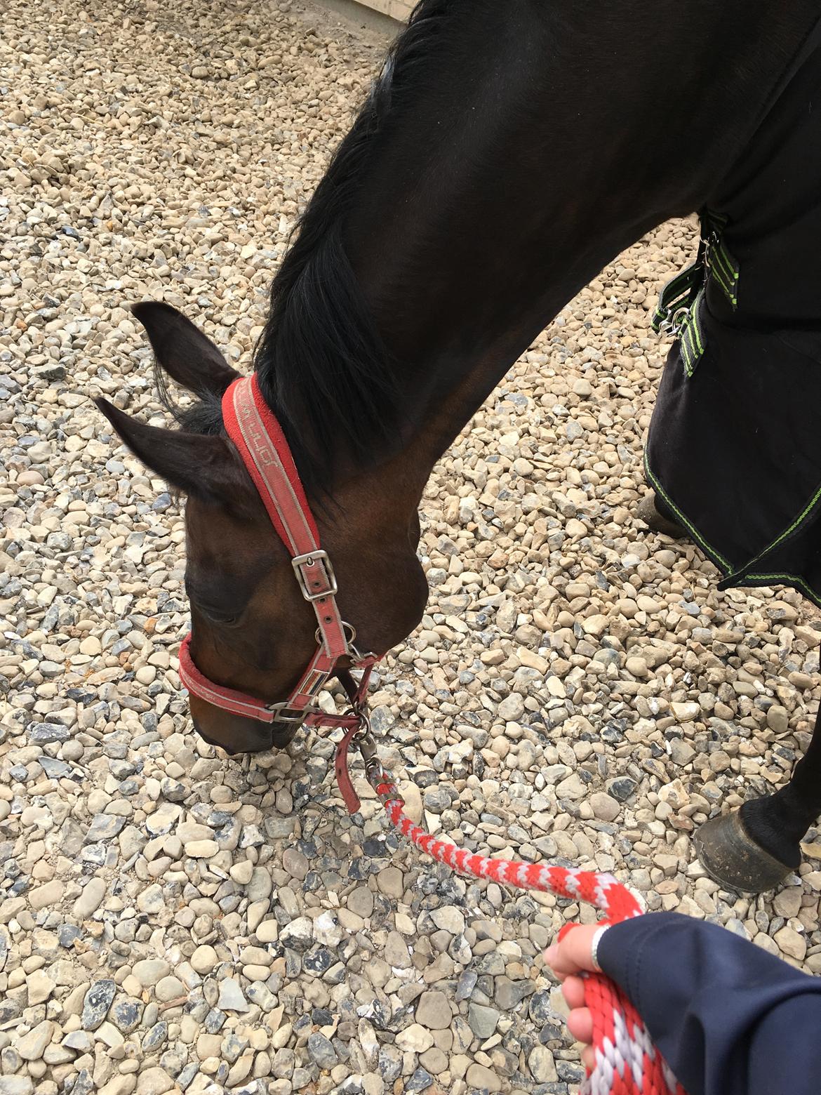 Trakehner Catwalk himmelhest - Mon der er græs herunder ;-) billede 4