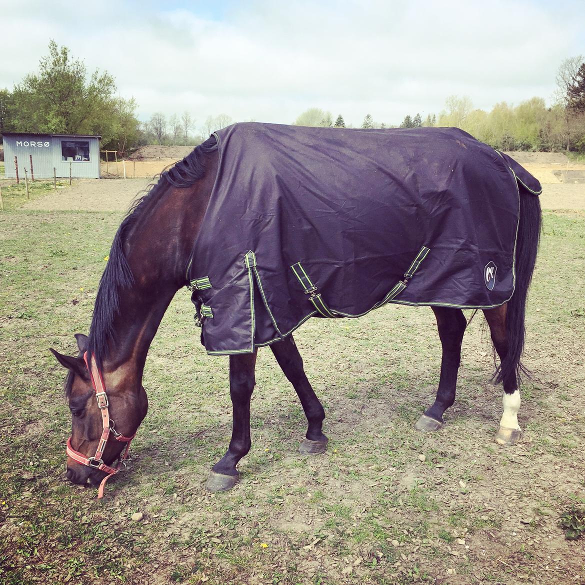 Trakehner Catwalk himmelhest - Hygger på fold :-) billede 5