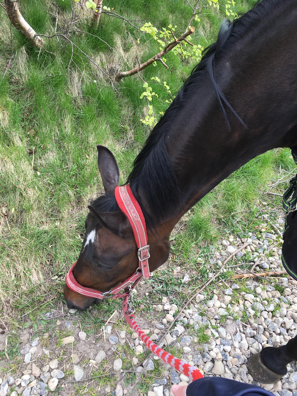 Trakehner Catwalk himmelhest - Fandt sgu græsset  ;-) billede 6