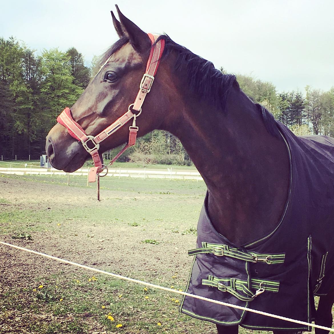 Trakehner Catwalk himmelhest - Min øjesten :-) billede 7
