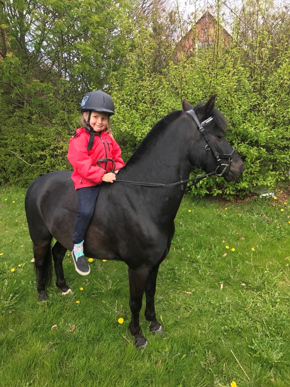 Anden særlig race Felix billede 4