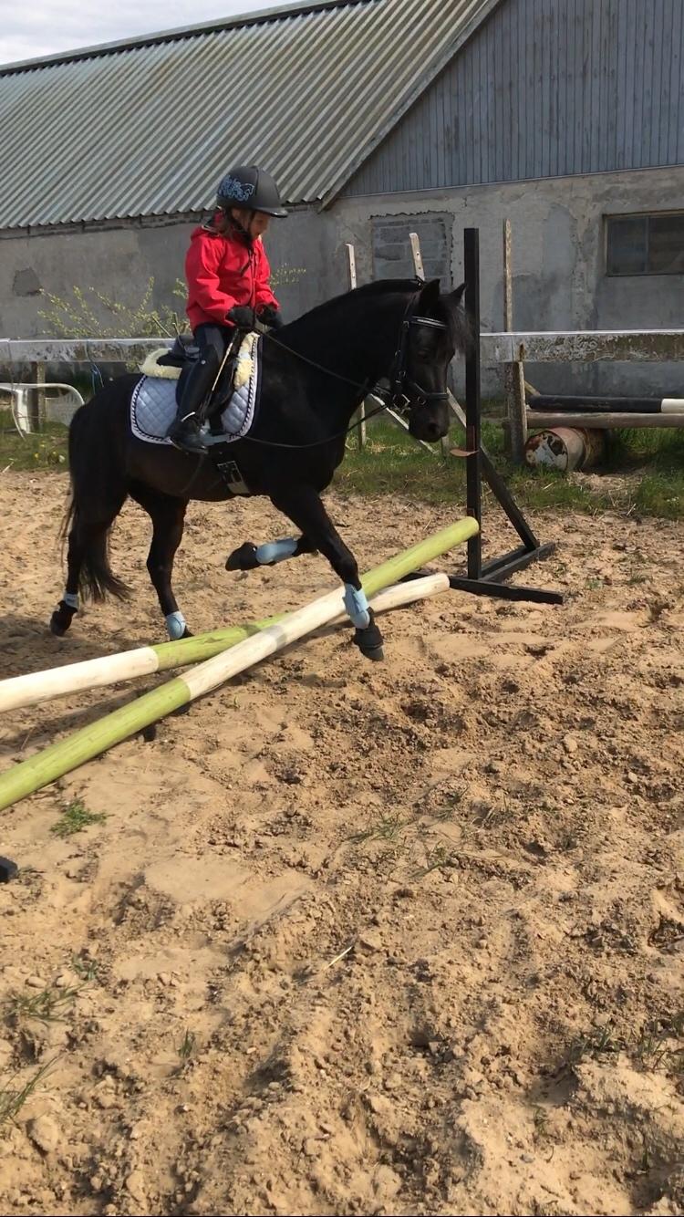 Anden særlig race Felix billede 8