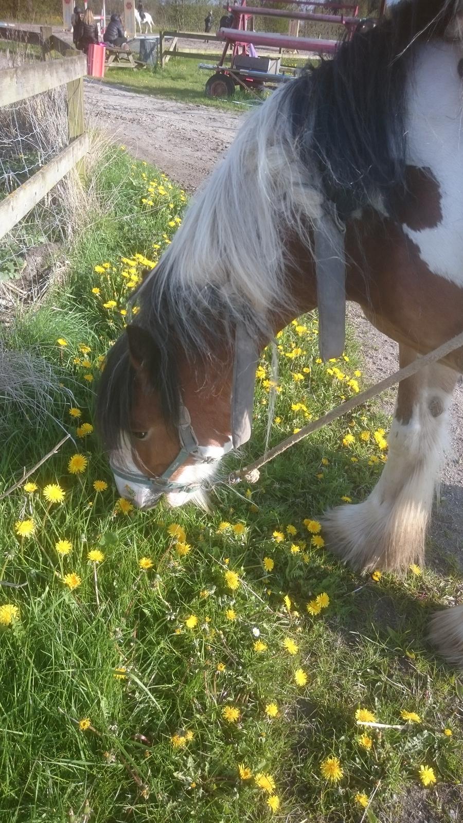 Tinker Butler fra bringstrup billede 6