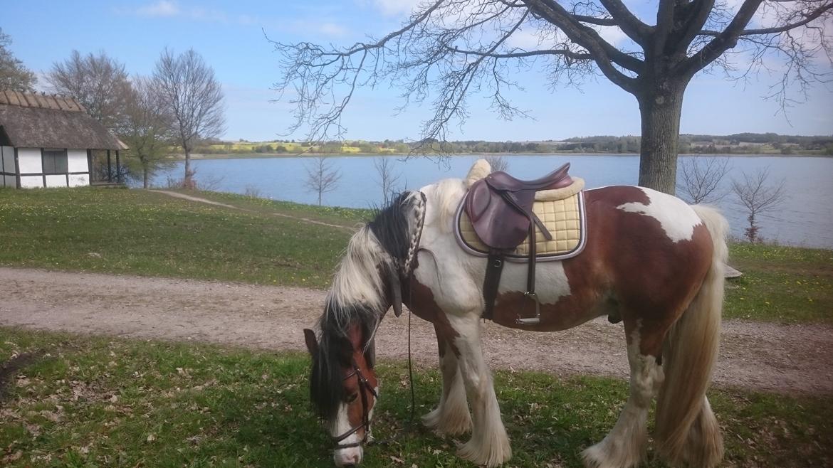 Tinker Butler fra bringstrup billede 8