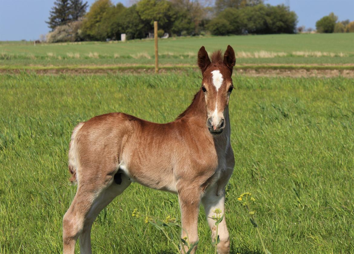 Welsh Cob (sec D) Melanders Check Me Out billede 1