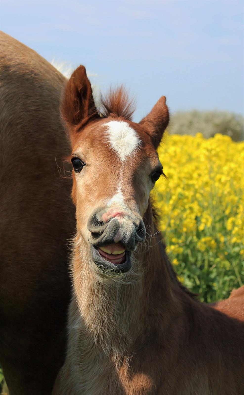Welsh Cob (sec D) Melanders Check Me Out billede 2