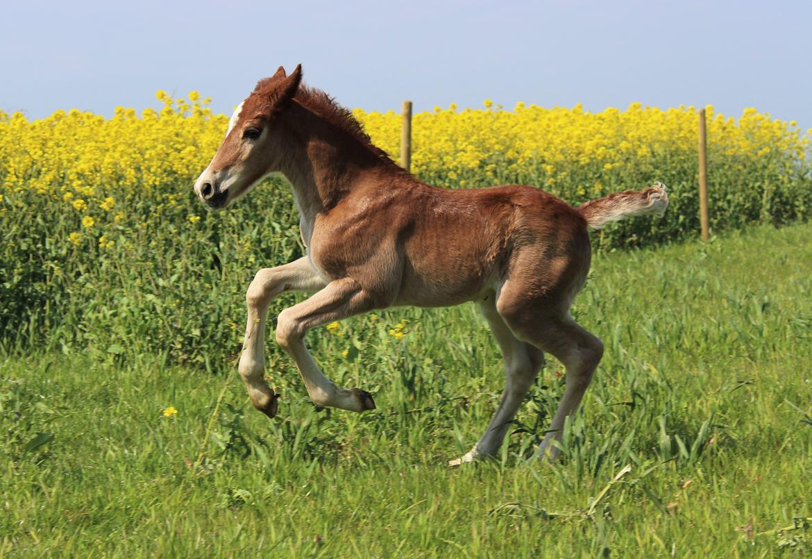 Welsh Cob (sec D) Melanders Check Me Out billede 3