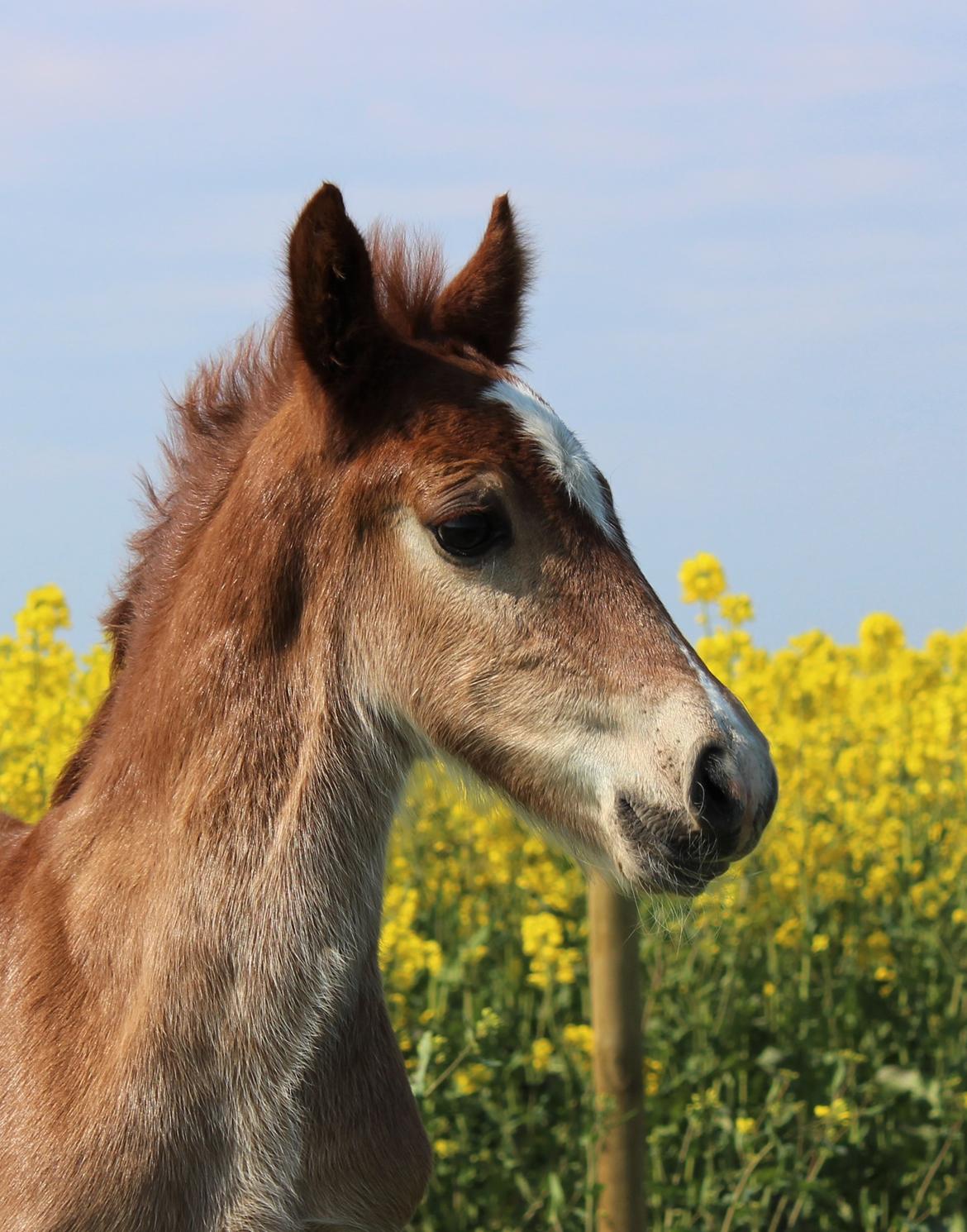 Welsh Cob (sec D) Melanders Check Me Out billede 4