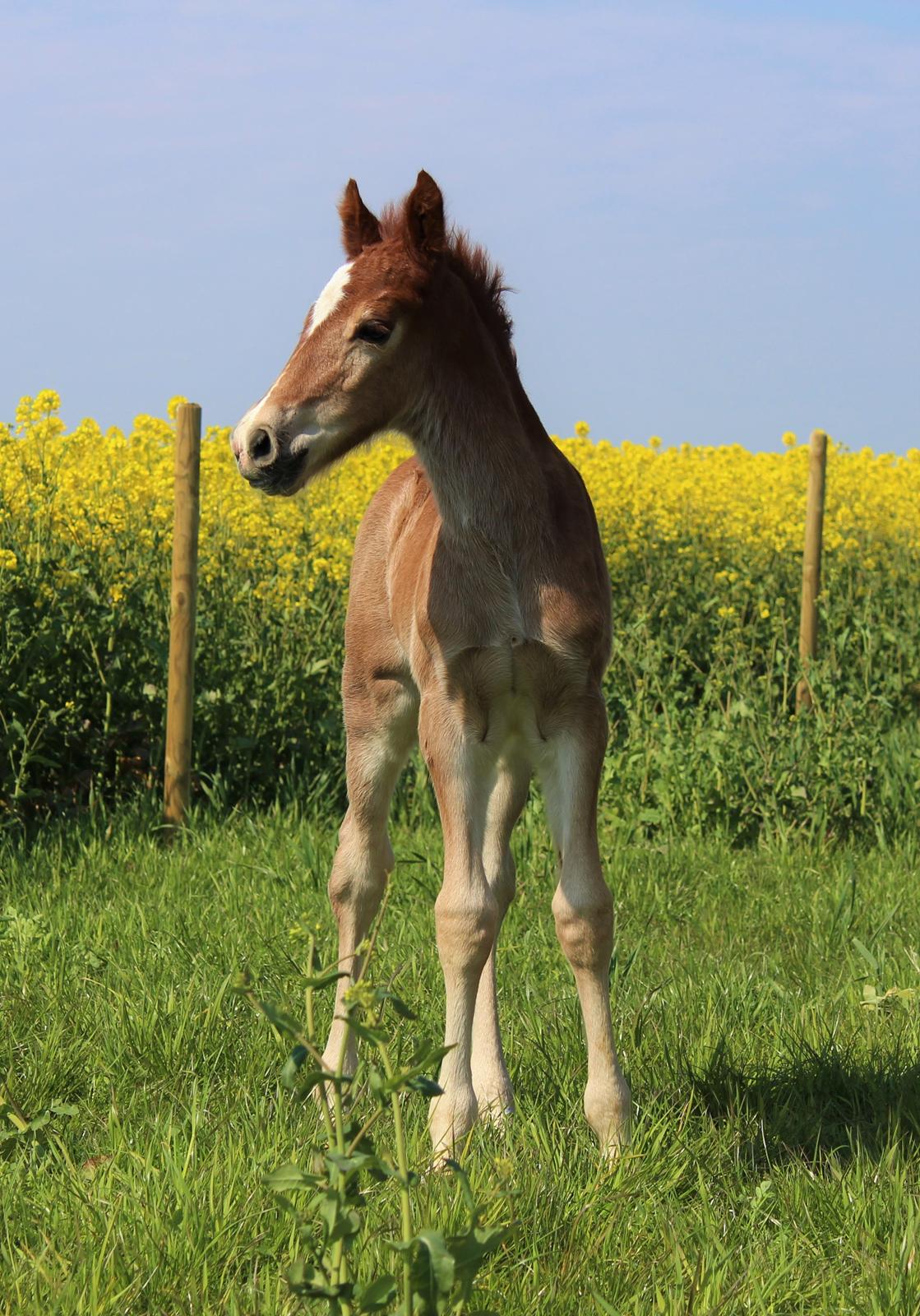 Welsh Cob (sec D) Melanders Check Me Out billede 5
