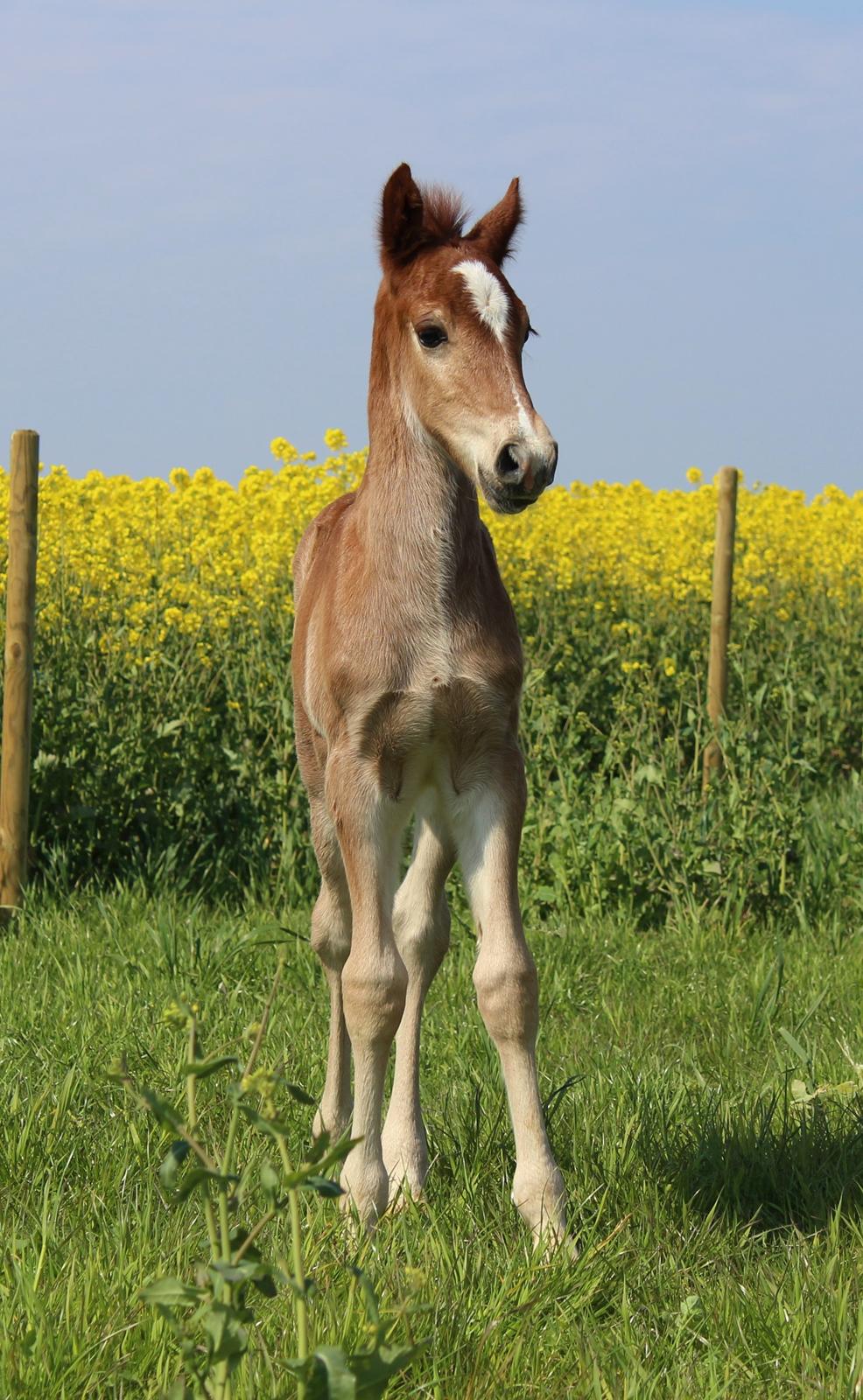 Welsh Cob (sec D) Melanders Check Me Out billede 6