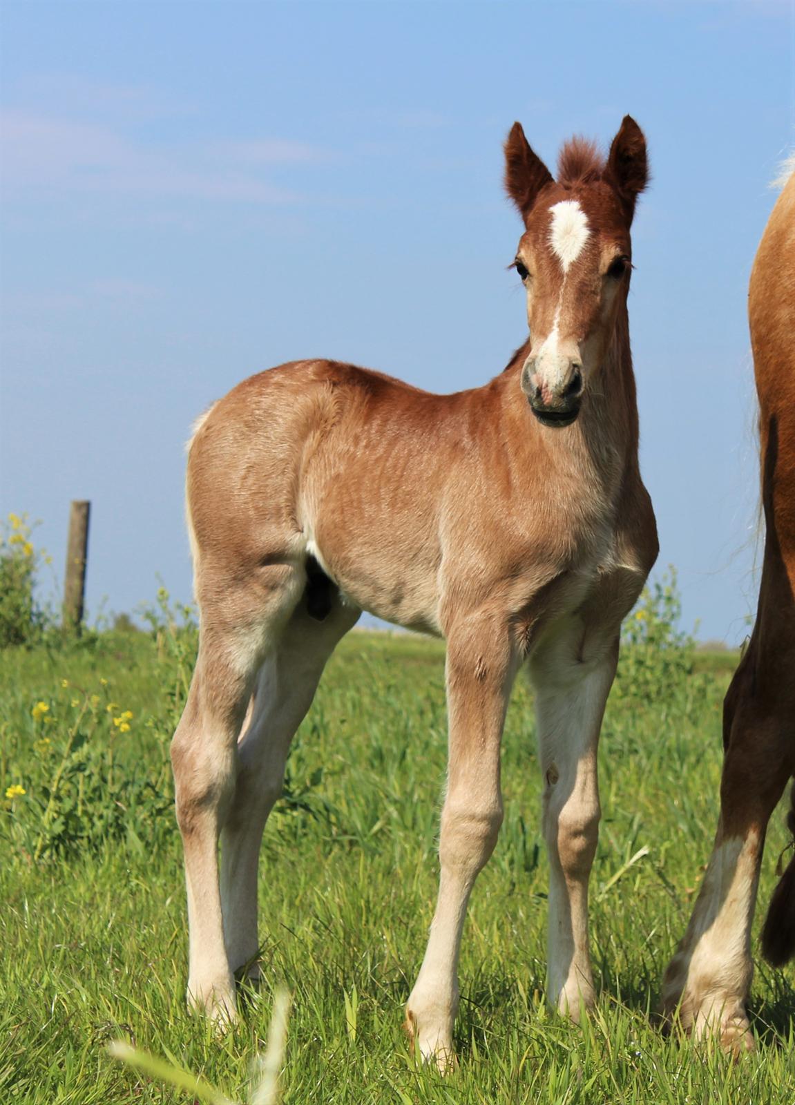 Welsh Cob (sec D) Melanders Check Me Out billede 7