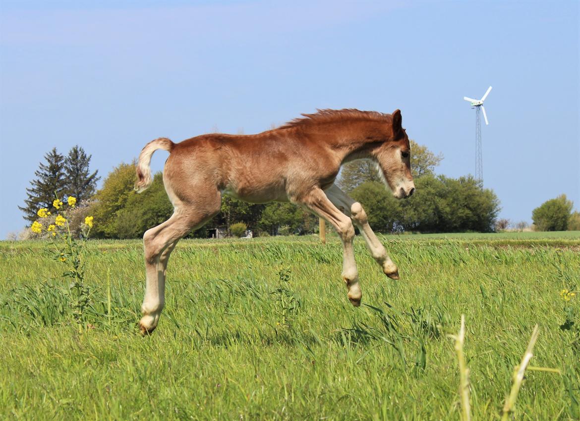 Welsh Cob (sec D) Melanders Check Me Out billede 9