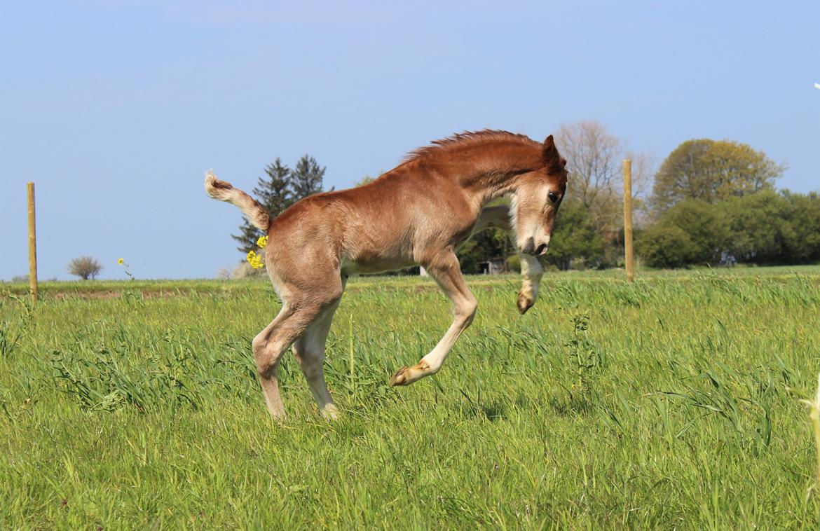 Welsh Cob (sec D) Melanders Check Me Out billede 8