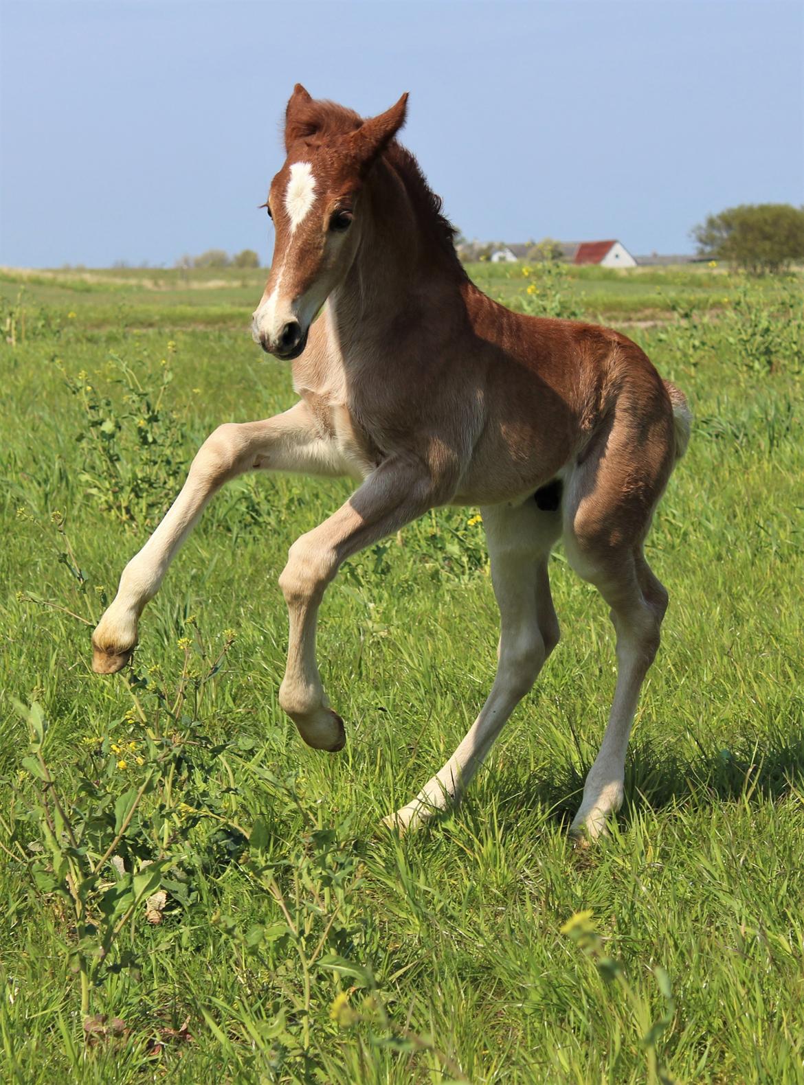 Welsh Cob (sec D) Melanders Check Me Out billede 10