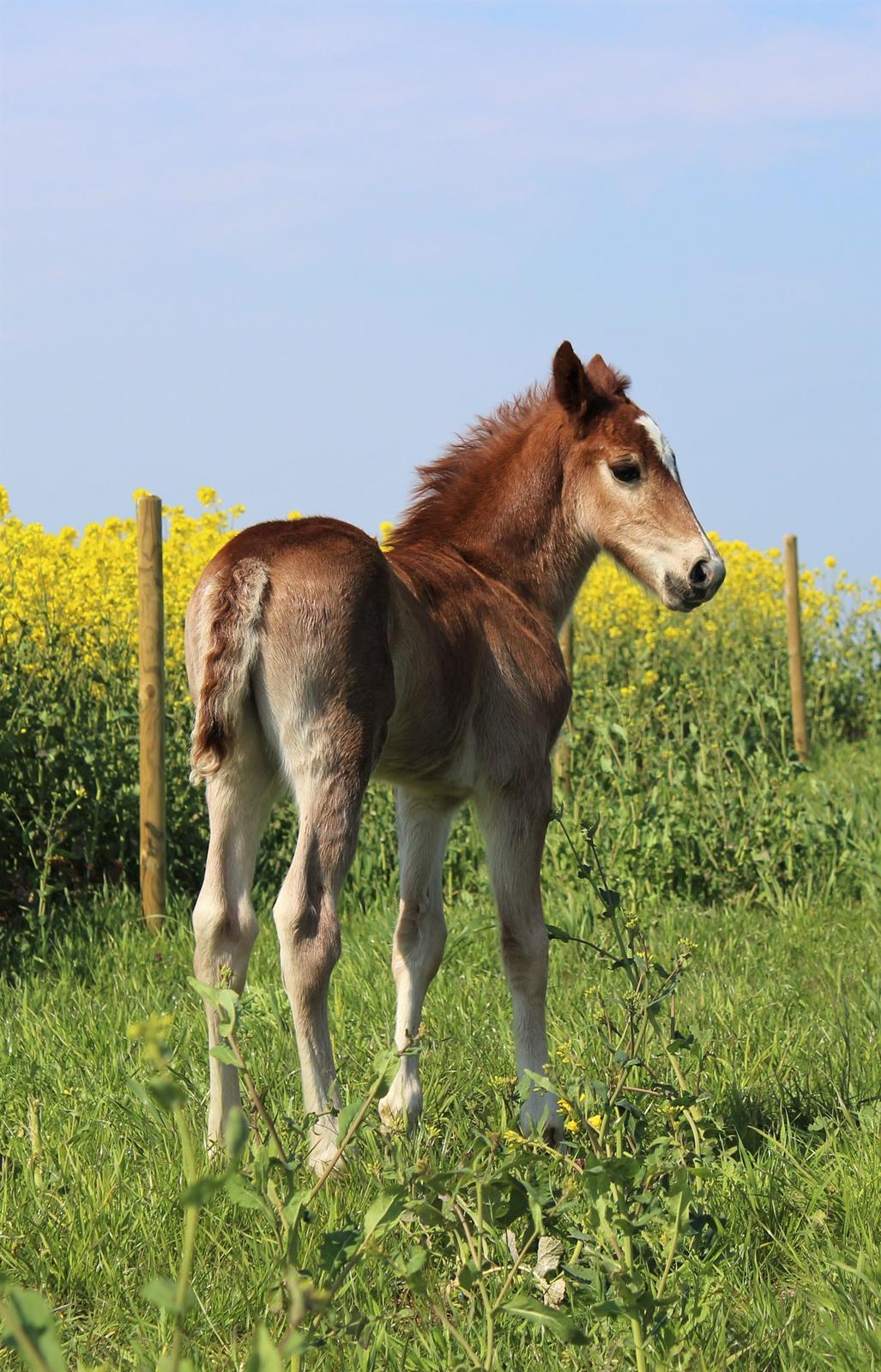 Welsh Cob (sec D) Melanders Check Me Out billede 11