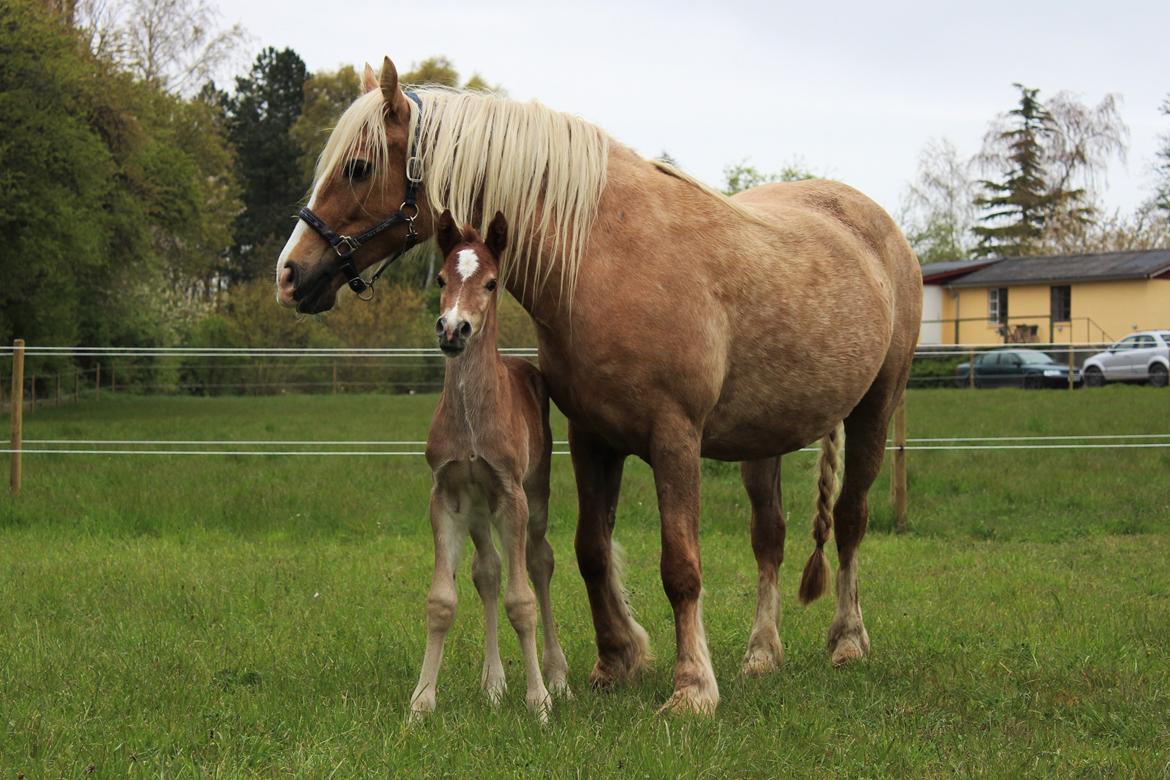 Welsh Cob (sec D) Melanders Check Me Out billede 12