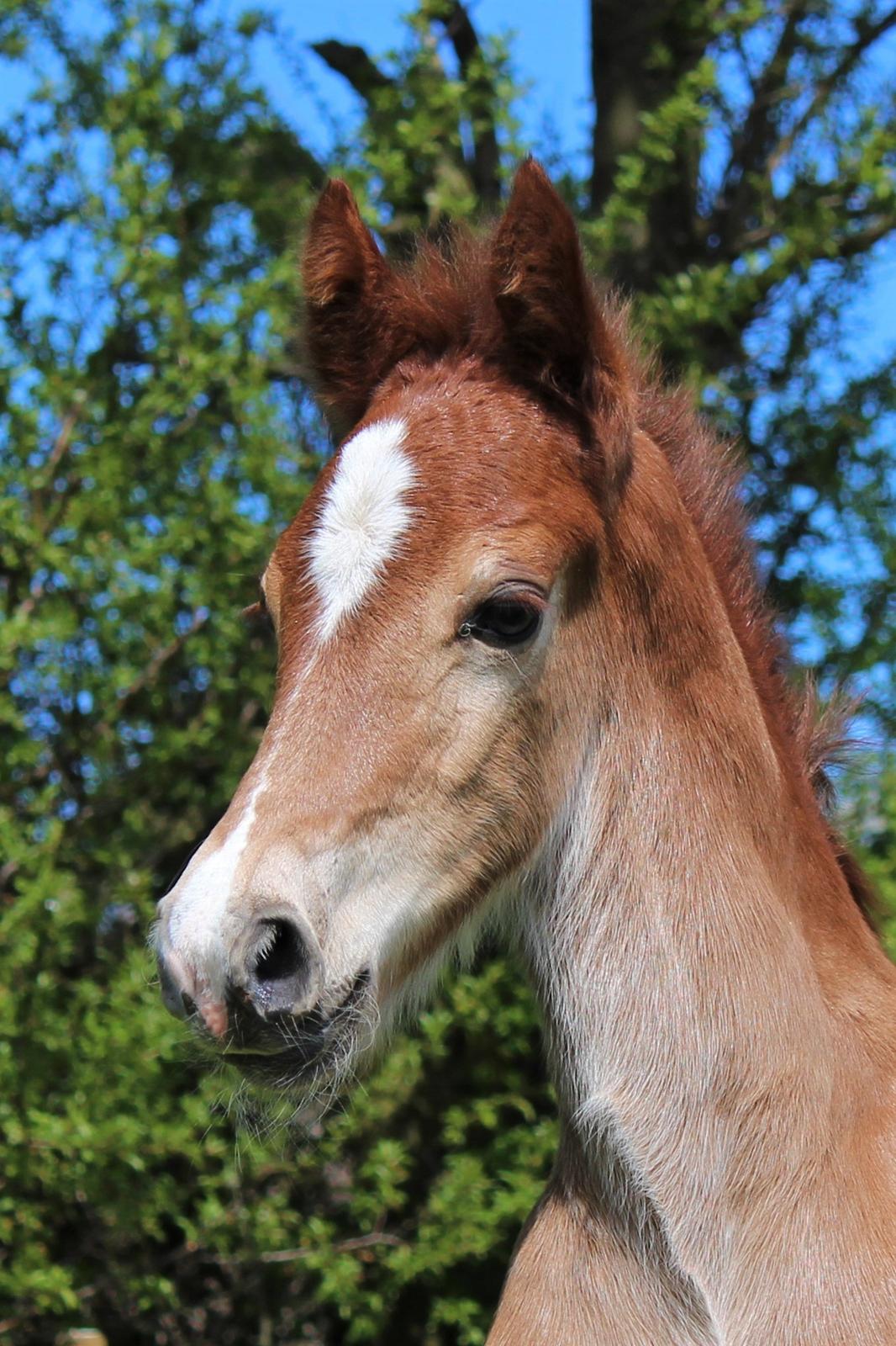 Welsh Cob (sec D) Melanders Check Me Out billede 13