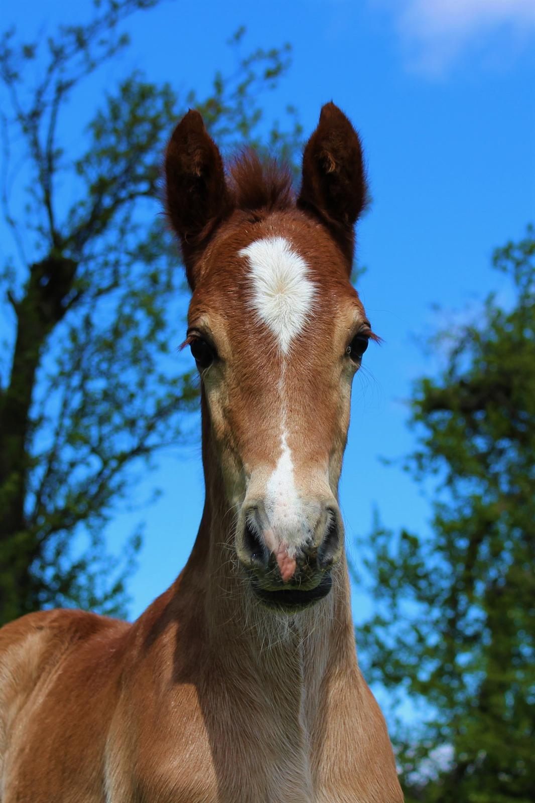 Welsh Cob (sec D) Melanders Check Me Out billede 14