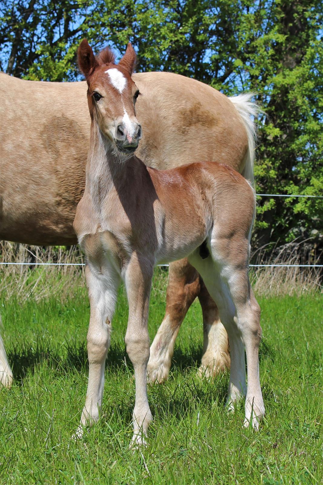 Welsh Cob (sec D) Melanders Check Me Out billede 15