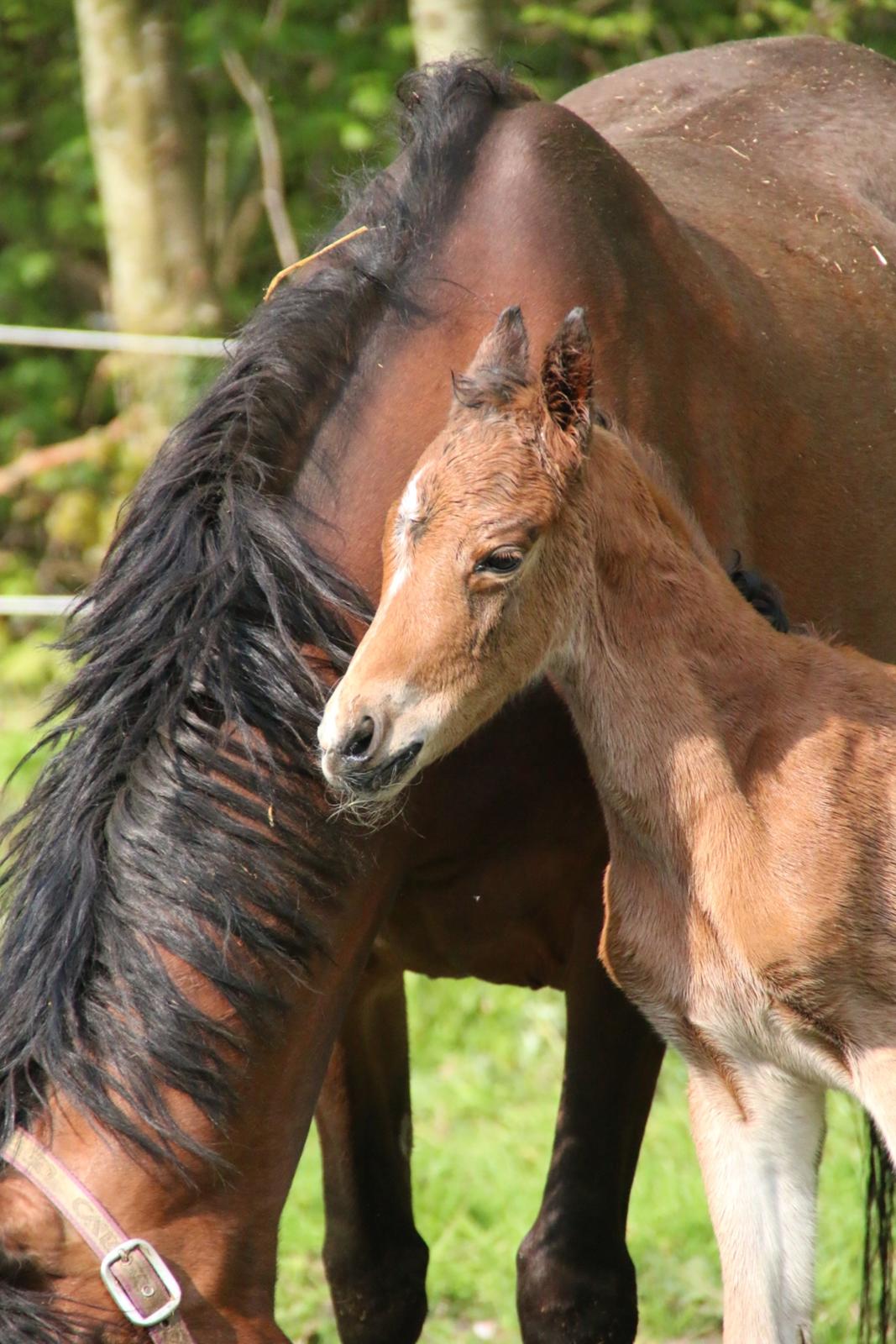 DSP Bjerring's trouble SPH 252 billede 26