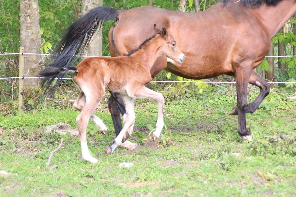 DSP Bjerring's trouble SPH 252 billede 28