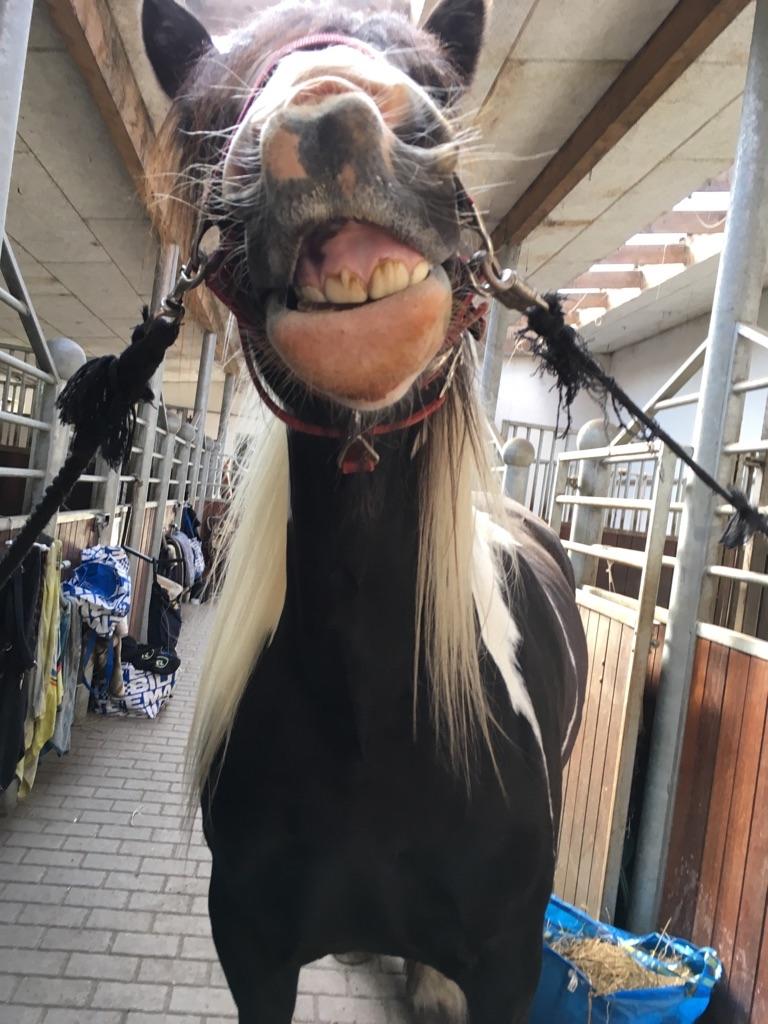 Irish Cob Mary's Prinsess by Lovecob - Der skal smiles til fotografen 😂  billede 8
