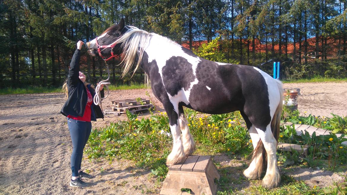 Irish Cob Mary's Prinsess by Lovecob - Cirkus Prinsessen 😉 billede 18