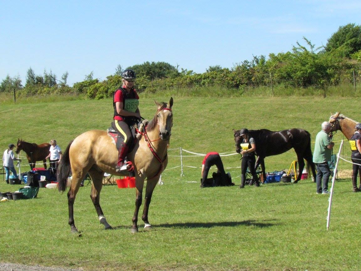 Akhal-Tekiner Dogan billede 18