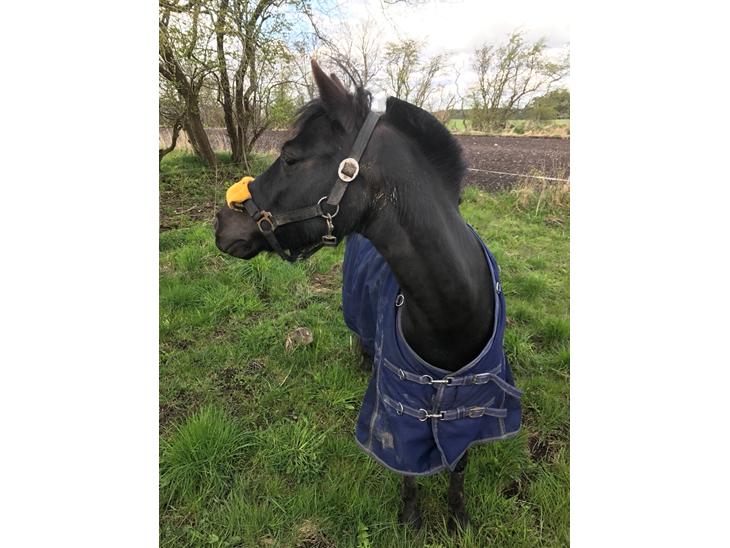 {{currentPhoto.altText}} billede {{currentPhoto.number}}