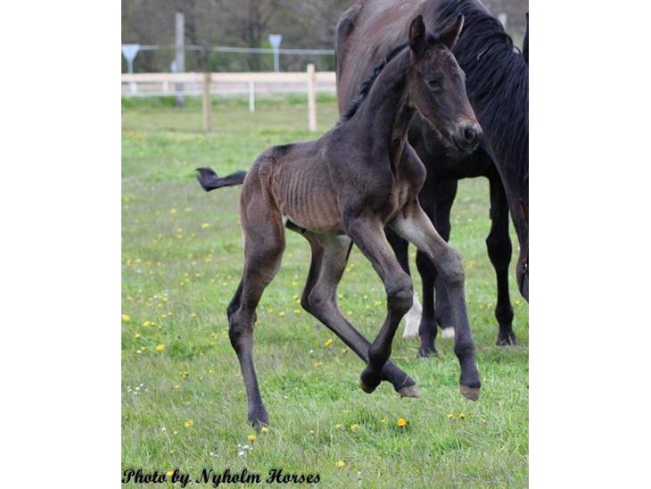 {{currentPhoto.altText}} billede {{currentPhoto.number}}