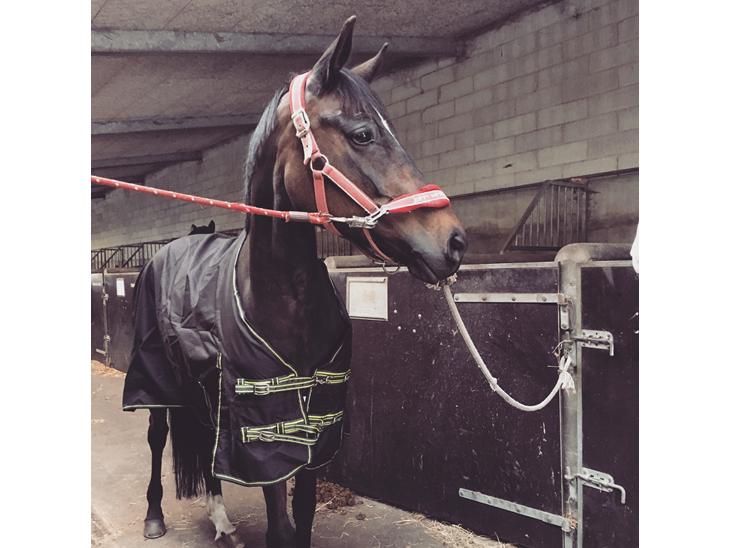 {{currentPhoto.altText}} billede {{currentPhoto.number}}