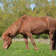 Islænder Kyndill Fra Søborg