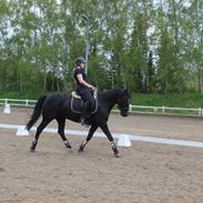 Welsh Partbred (Sec F) Solhøj's New Question