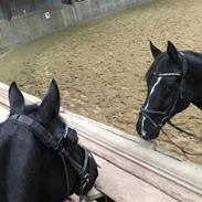 Welsh Partbred (Sec F) Solhøj's New Question