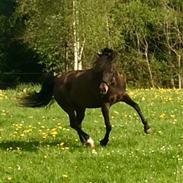 New Forest Lindegaards Cassiopeia [Trolli]